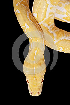 Lavender Tiger Albino Python closeup