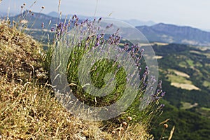 Lavender top of hill