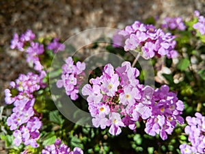 Lavender Trailing Lantana