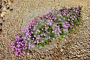 Lavender Trailing Lantana in Xeriscaping photo