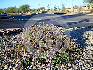 Lavender Trailing Lantana in Xeriscaping in Winter