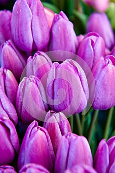 Lavender Tulip Buds