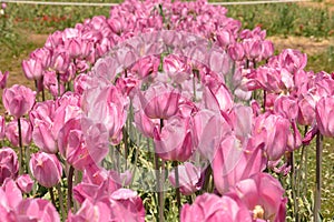 Lavender Tulips in spring