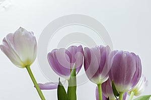 Lavender tulips on white