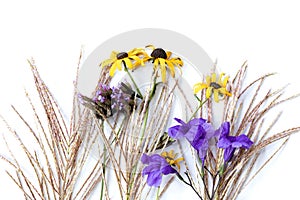 Lavender tulips on white