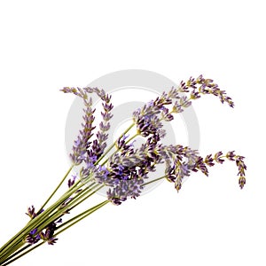 Lavender twigs