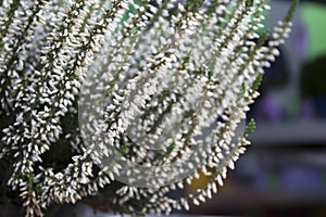 Lavender twigs closeup, floral background photo