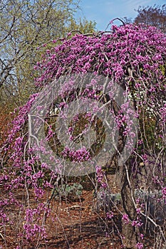 Lavender twist weeping redbud tree in blossom.