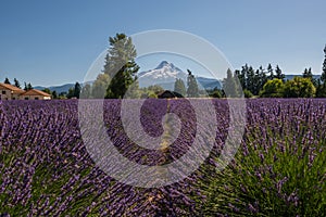 Lavender Valley Farm and Mount Hood in Oregon