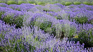 Lavender valley mt hood in Oregon