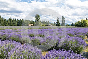 Lavender valley mt hood in Oregon