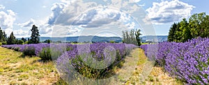 Lavender valley mt hood in Oregon