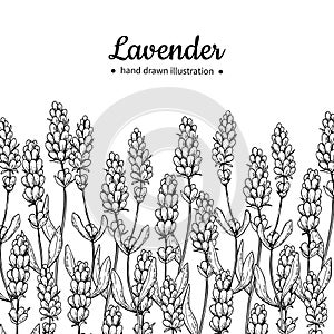 Lavender vector drawing border. Isolated wild flower and leaves. Herbal engraved style illustration.