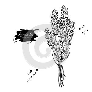 Lavender vector drawing set. Isolated wild flower and leaves. Herbal engraved style illustration