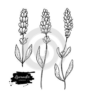 Lavender vector drawing set. Isolated wild flower and leaves. Herbal engraved style illustration.