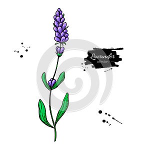 Lavender vector drawing set. Isolated wild flower and leaves. Herbal engraved style illustration.