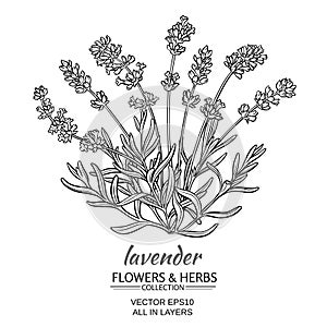Lavender vector illustration