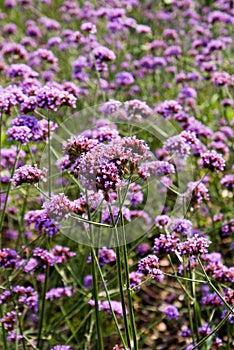 Lavender and verbena flowers