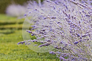 Lavender in Villandry castle garden. Blue-violet lavender closeup in Chateau de Villandry palace, Loire valley, France.