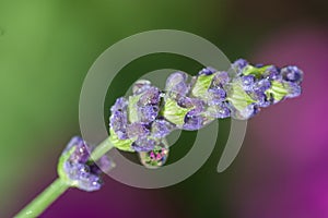 Lavender Water Droplet