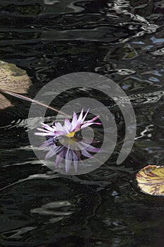 Lavender Water Lily Flower Floating in a Dark Pool With Ripples and Reflections