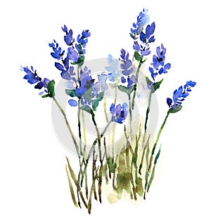 Lavender Watercolor Flowers Illustration Hand Painted