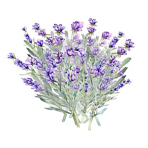 Lavender Watercolor Illustration. Provence Herbs Hand Painted isolated on white background
