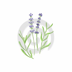 Lavender. Watercolor lavanda on the white