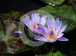 Lavender Waterlily