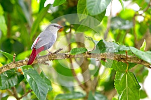 Lavender Waxbill photo