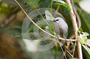 A Lavender Waxbill in Gambia photo