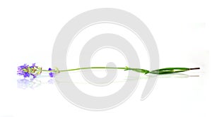 lavender on white background