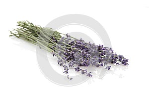 Lavender on white background