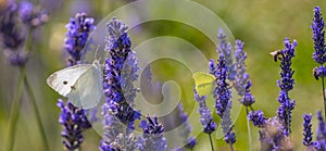 Lavender and white butterfly photo