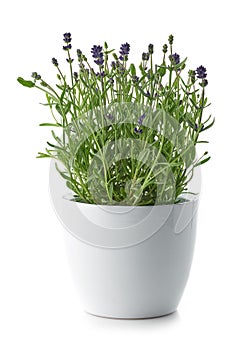 Lavender in a white flower pot