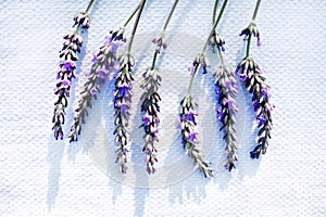 Lavender on white linen