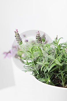 Lavender in white plant pot