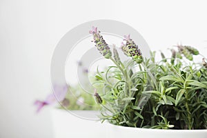 Lavender in white plant pot