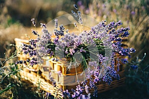 Lavender in a wicker basket stands on a lavender field