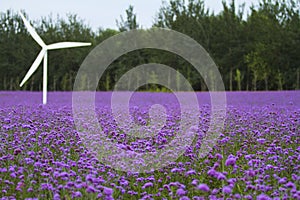 Lavender and windmill