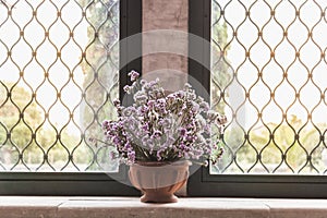 Lavender by the window