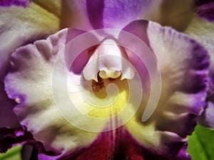 Lavender and Yellow Orchid