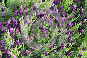 Lavenders in bloom. Spanish lavender or topped lavender blossom