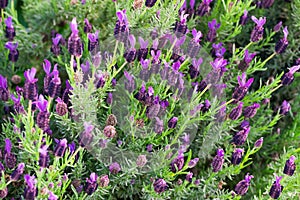 Lavenders in bloom. Spanish lavender or topped lavender blossom photo