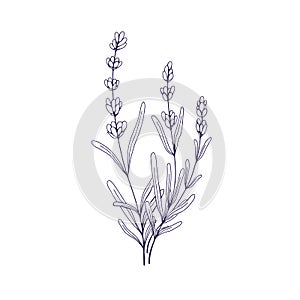 Lavenders, outlined lavanda flowers. French Provence lavendars drawing in vintage style. Etched field lavandula plant