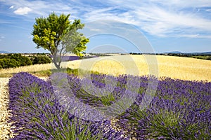 Lavenders in Provence photo