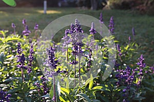 Lavenderï¼ˆLavandula angustifolia Mill.ï¼‰