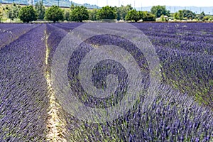 Lavendin purple farm in provence