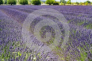 Lavendin purple farm in provence