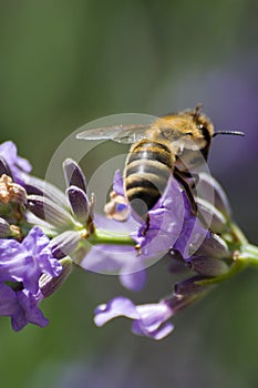 Lavendula with bee